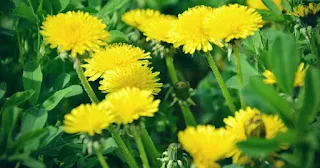 dandelion for dog health