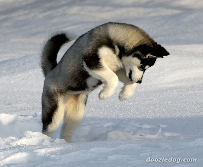 pictures of alaskan husky. Siberian husky puppy for;