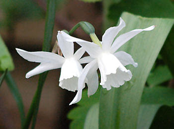 jonquil flower