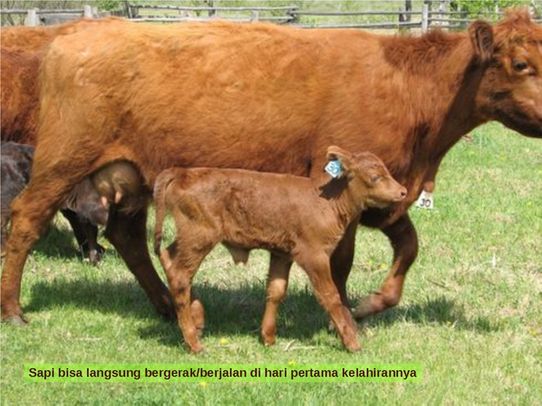 hewan pemakan tumbuhan: sapi dapat berjalan di hari pertama kelahiran