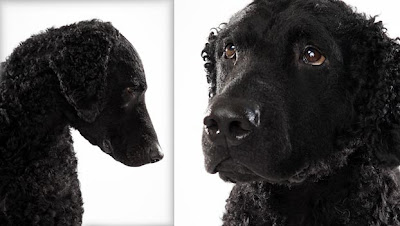 Curly-Coated Retriever Dog Pictures