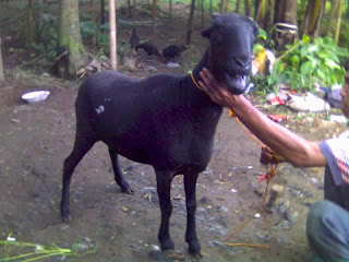 cara beternak kambing