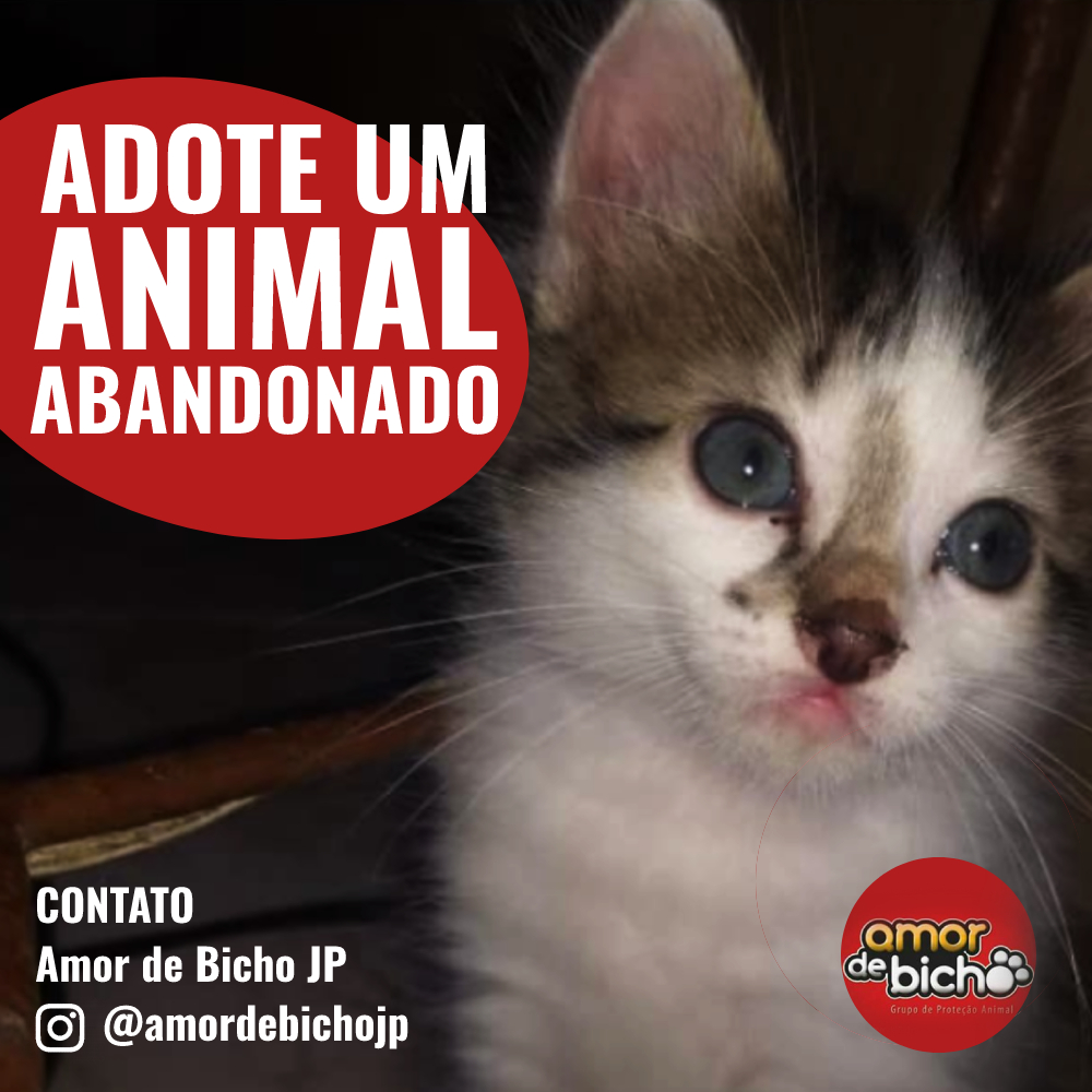 ambiente de leitura carlos romero jose mario espinola amor aos bichos amor aos animais evolucao dos bichos animais domesticos