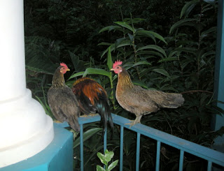 bantam chickens, La Ceiba, Honduras