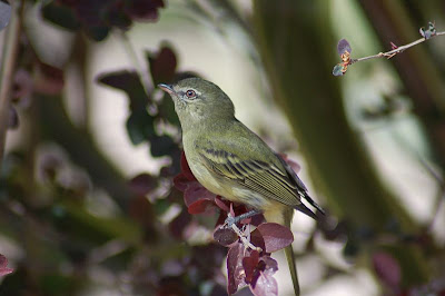 tyrannulet birds