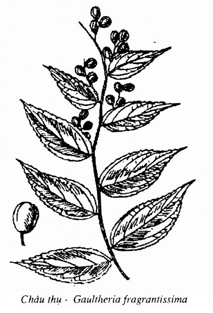 Hình vẽ cây Châu Thụ - Gaultheria fragrantissima - Nguyên liệu làm thuốc Chữa Tê Thấp và Đau Nhức