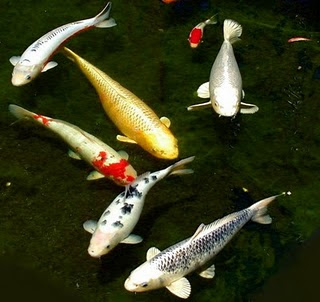 Ornamental Fish Photos, Pictures of Fish, Pictures of Koi