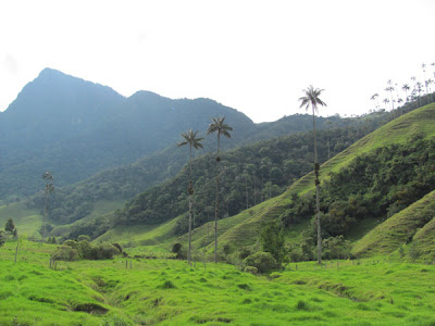 Valle del Cocora / ココラの谷