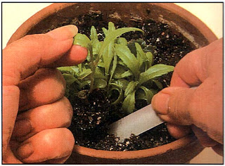 Получившиеся в результате молодые растения можно посадить поодиночке, когда они станут крупнее