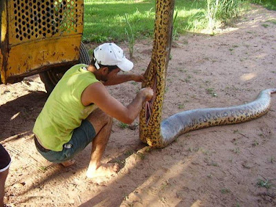 pic - First Anaconda Found and Killed in Sri Lanka