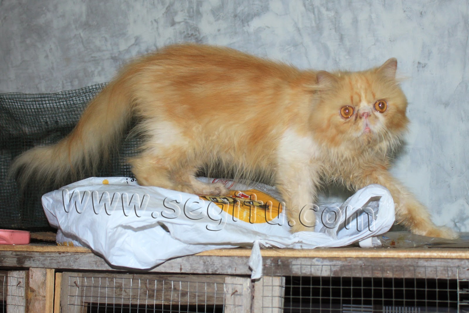 HARGA KUCING PERSIA PEAKNOSE SEGITU PETSHOP