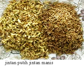 Herba Tumbuhan Khasiat Jintan