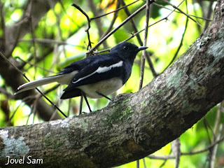 Indian Robin(മണ്ണാത്തിപുള്ള്)