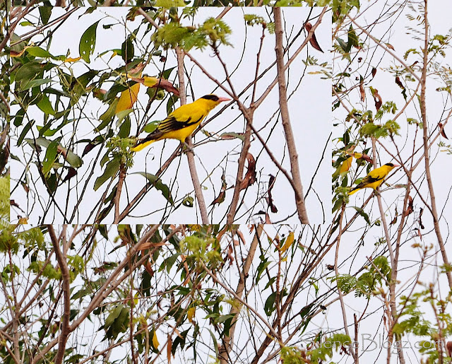 Black Naped Oriole - birding activity majlis daerah hulu selangor