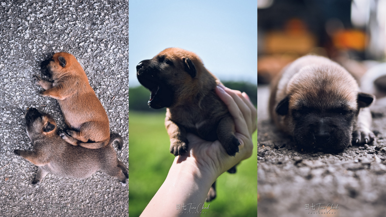 cute baby dog puppy with eyes closed and sleeping, shot with Nikon Z50 35mm