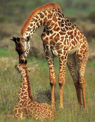 Image result for giraffes