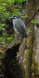 Yellow-crowned Night Heron at Audubon's Francis Beidler Forest by Mark Musselman