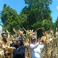 BUPATI SAMOSIR HADIRI PANEN JAGUNG DAN BAWANG MERAH 