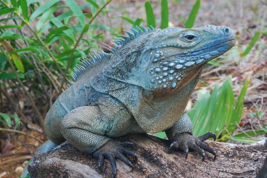 Os cientistas descobriram que os registros f sseis indicam que o iguana azul