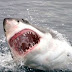 Surfista sobrevive a ataque de tiburón en playa de Australia, pero pierde una pierna