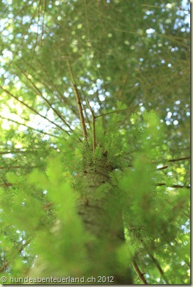 IMG_0147 - Copy