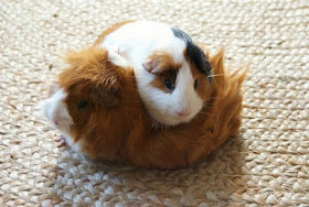 funny animals, two cute guinea pigs