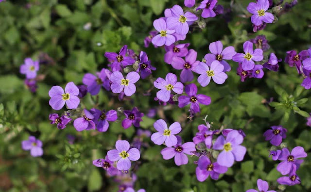 Wonderful Aubretia Flowers Pictures Wonderful Aubretia Flowers Pictures