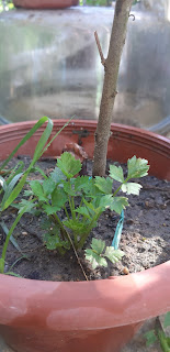 Pokok daun sup