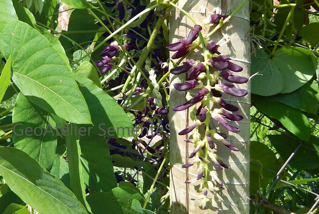 flor de mucuna-preta (Stizolobium aterrimum) na cerca