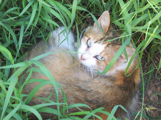 Beggar Grass Kitty