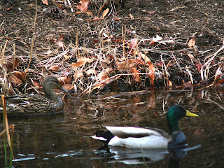 mallards