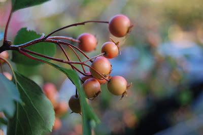 Hawthorne berries.