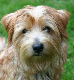 Norfolk Terrier Dog