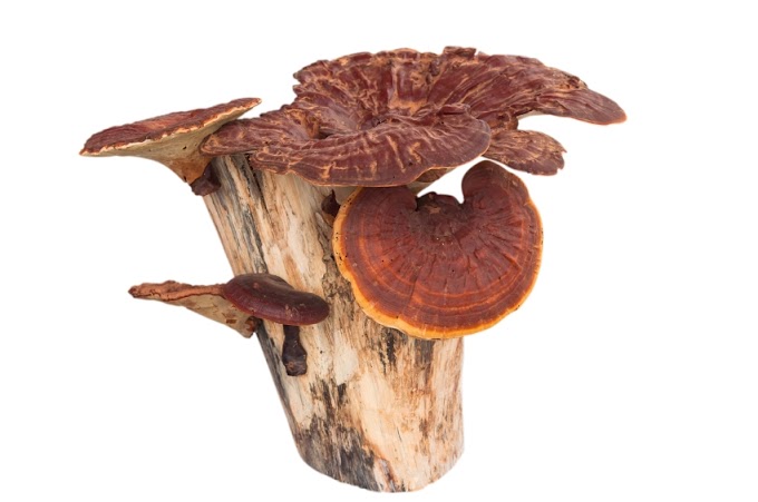 Ganoderma Mushroom Company in Andhra Pradesh | Mushroom company | Biobritte mushroom company
