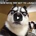 (FUNNY VIDEOS 2016) TRY NOT TO LAUGH OR GRIN WHILE WATCHING THIS CHALLENGE!