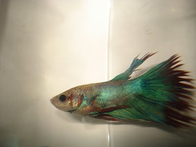 crowntail betta splenden