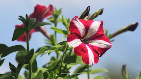 Koleksi gambar bunga Petunia