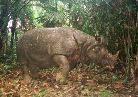 10 Hewan  Langka  Di Indonesia  SEKILAS JAWA