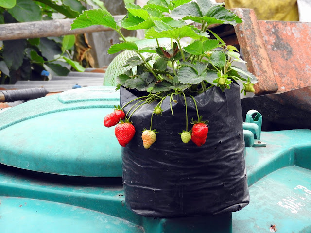 Strawberries in Makaibari | Makaibari, Kurseong (Darjeeling) - West Bengal, India