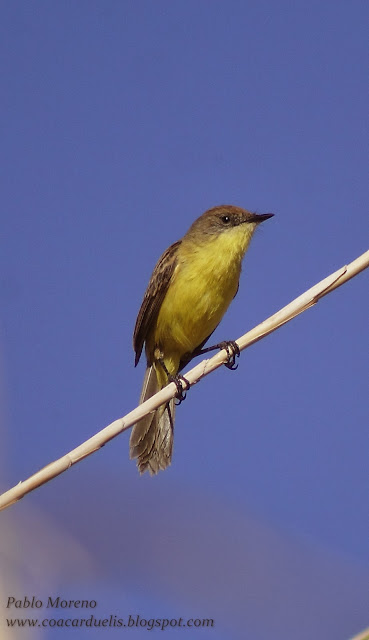 alt="doradito limon,Peudocolapterix citreola,aves de Mendoza"