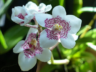 Sarcochilus Bonanza 'Big Pat' x Sarcochilus Sweetheart 'Speckles'