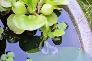 沈んだホテイ草の花芽を上から