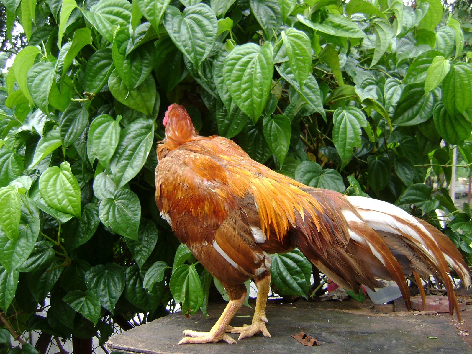  AYAM  BENGKOK Gambar  Gambar Ayam  Sabung