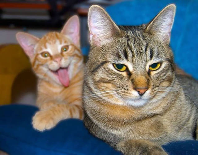 
Photobombs Should Be Renamed Into Photocats (25 pics).