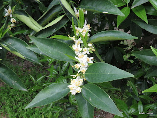 Mandarin tree blossoms