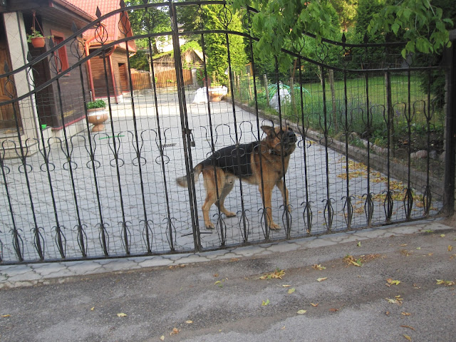 German shepherd Lithuania