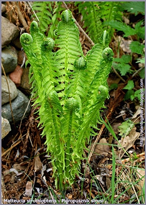 Matteucia struthiopteris - Pióropusznik strusi pokrój młodej rośliny