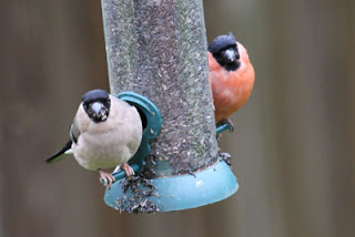 Male and Female Bullfinch on Nyjer feeder