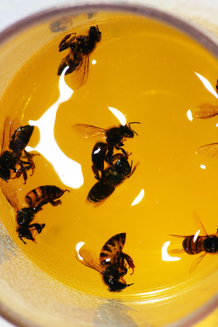 Dead bees that drank themselves to death in a fruity cocktail on the beach in Grand Bahama Island.