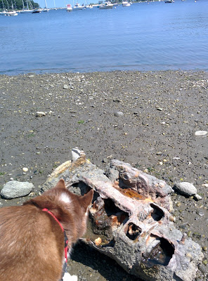 Take your dog to a dog friendly beach!